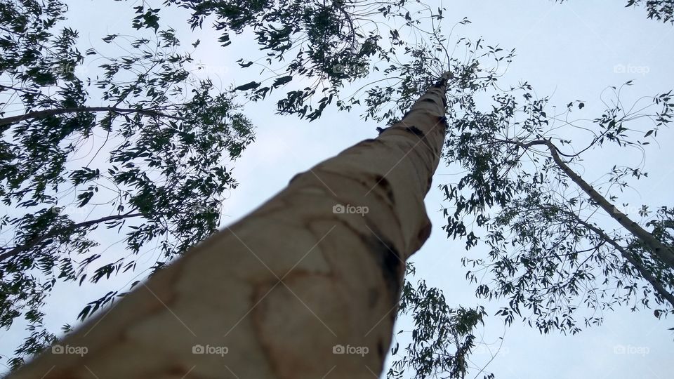 long views on the tree