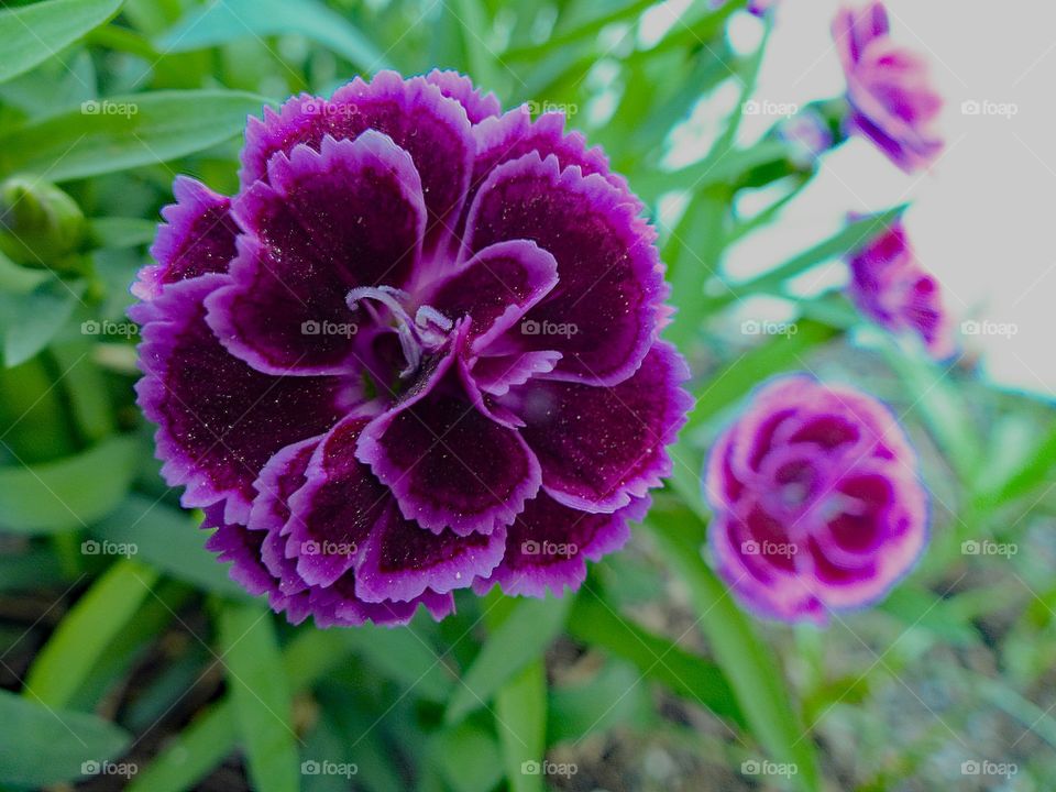 A small purple flower