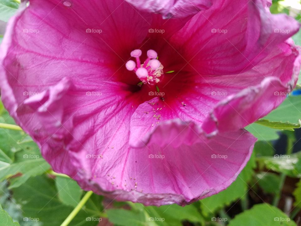 first beautiful hibiscus flower of the year
