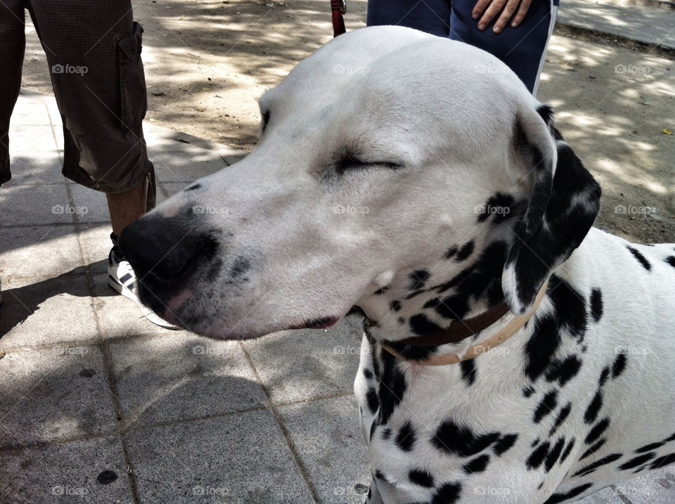 dog puppy sleep spain by djmfotos