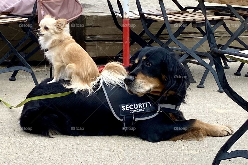 Security dog