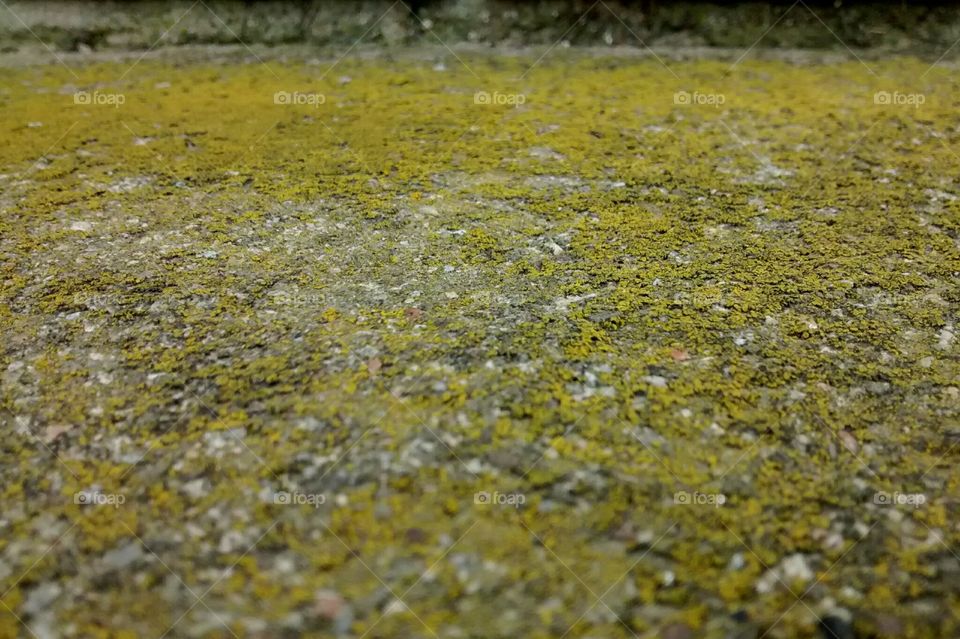Green lichen fungi texture on stone