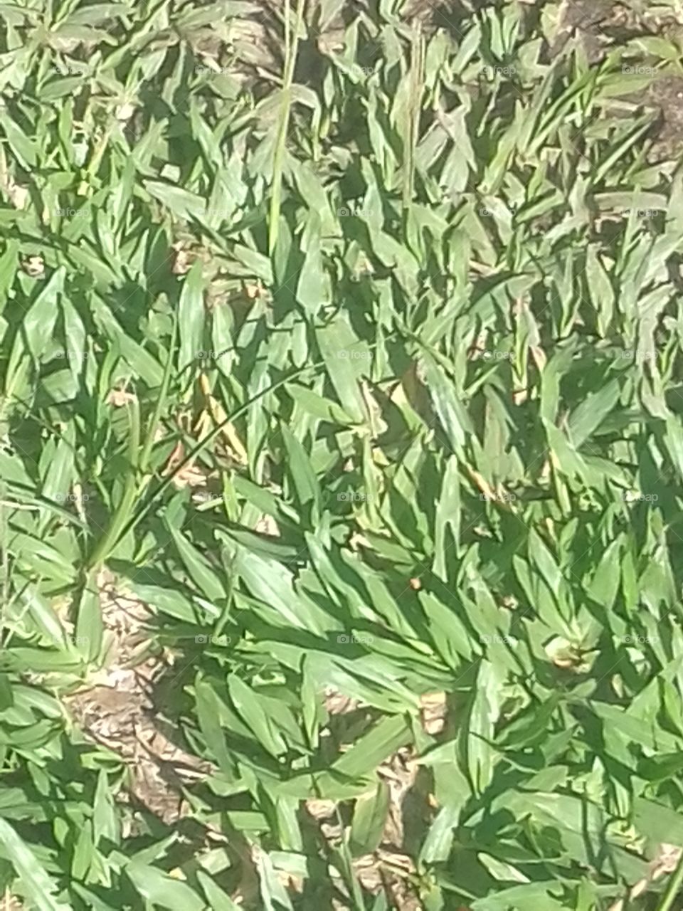 gramadogreen grass