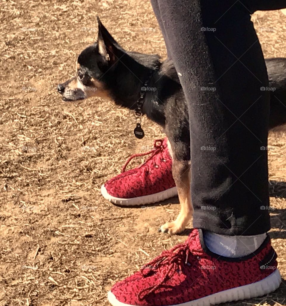 Tiny Dog Red Shoes