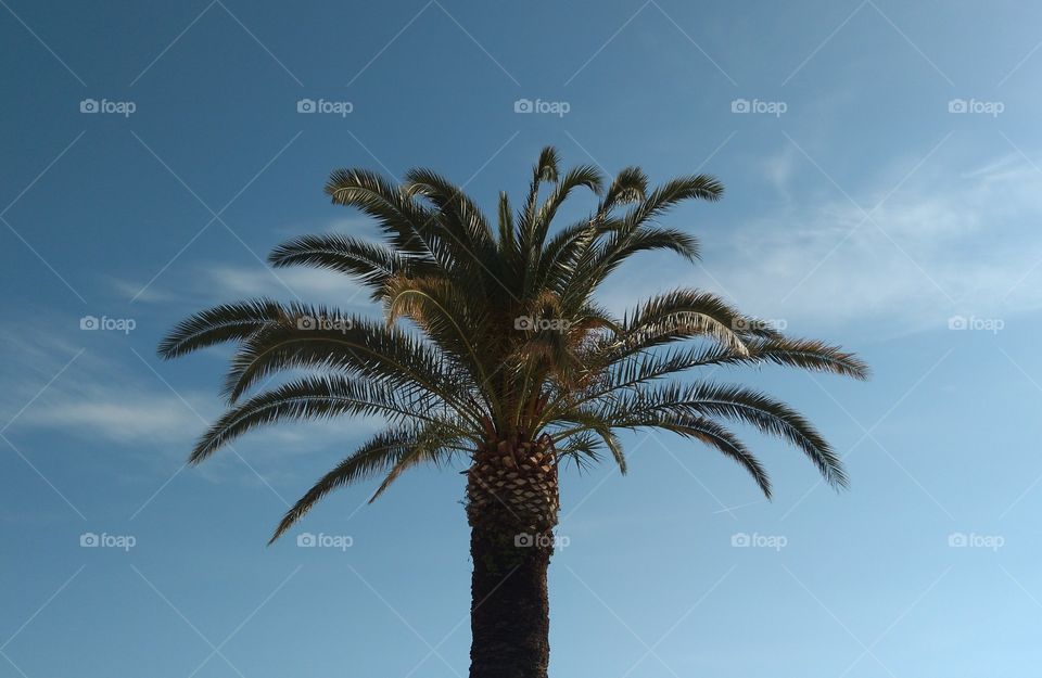 The Top of the Palm Tree