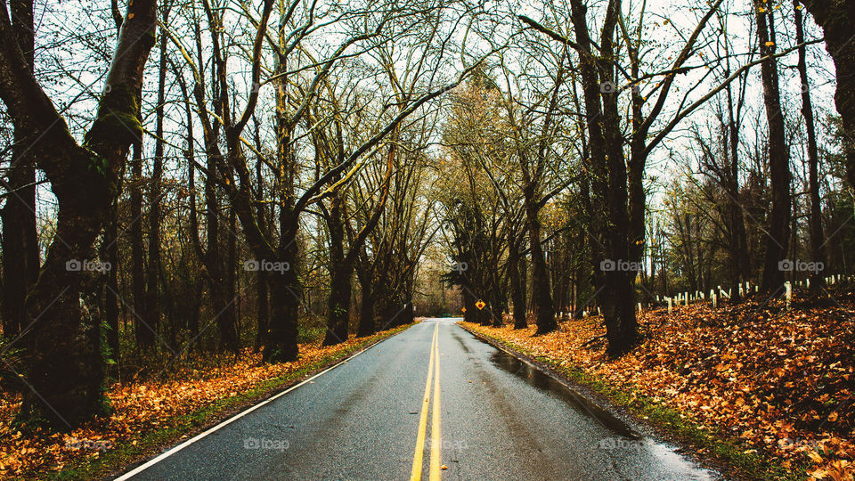 fall road
