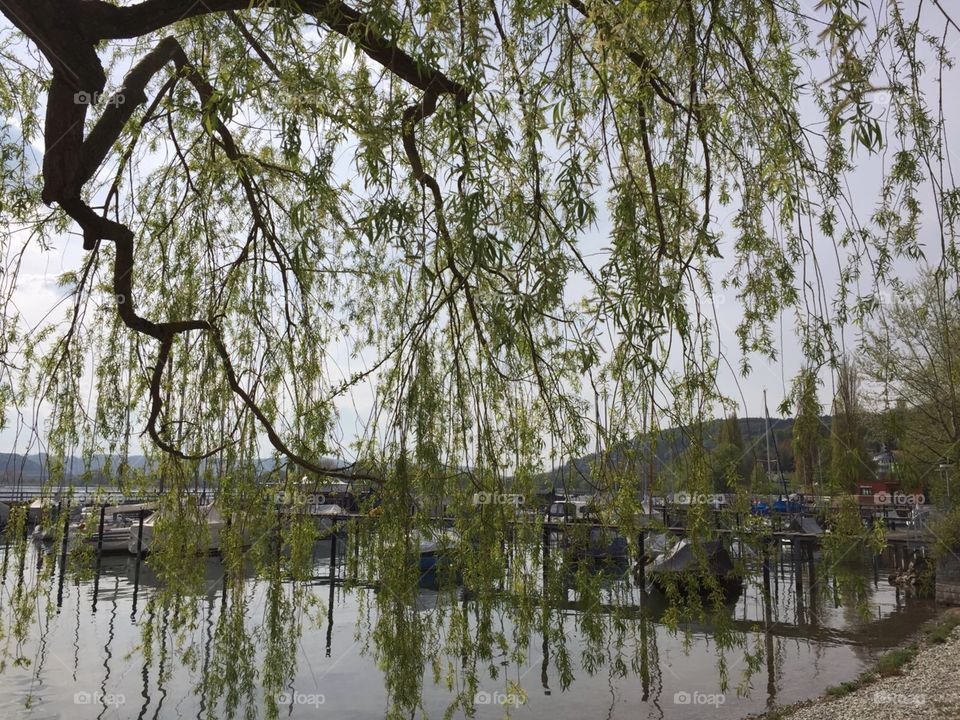 Tree branches at Lake Constance