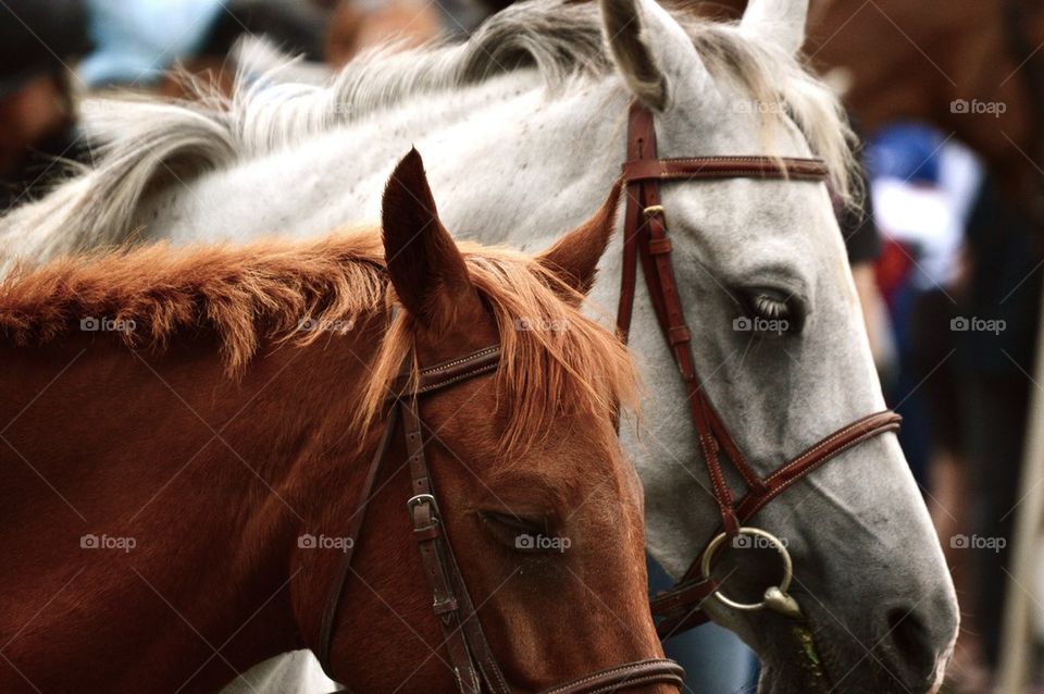 Horse Friends 