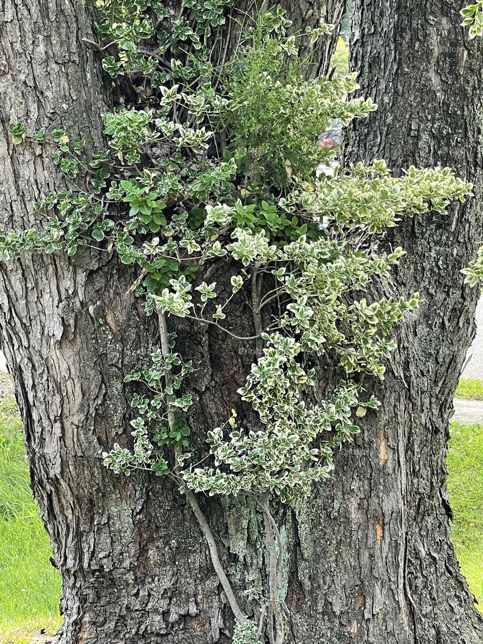 Just a beautiful tree 