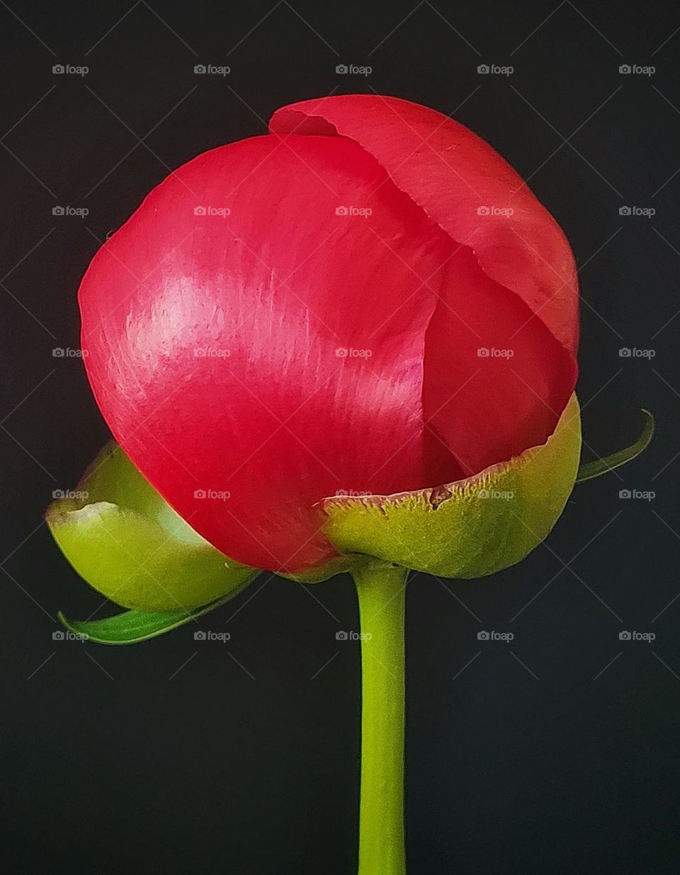Red poppy