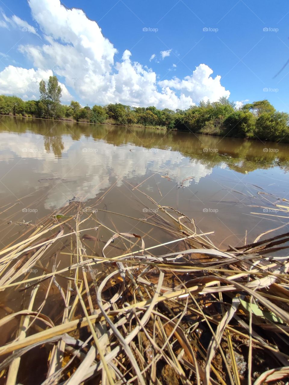 Pond
