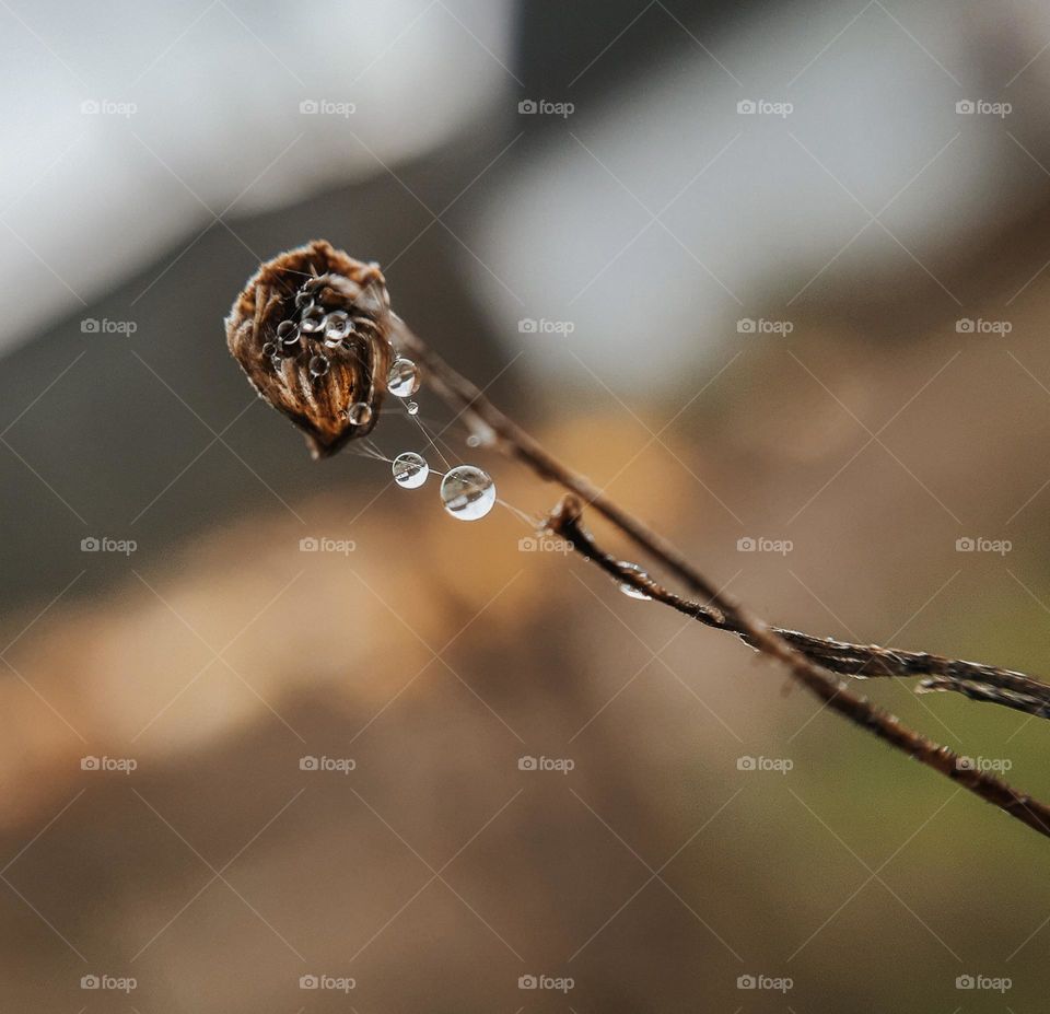 Drops on a web after rain