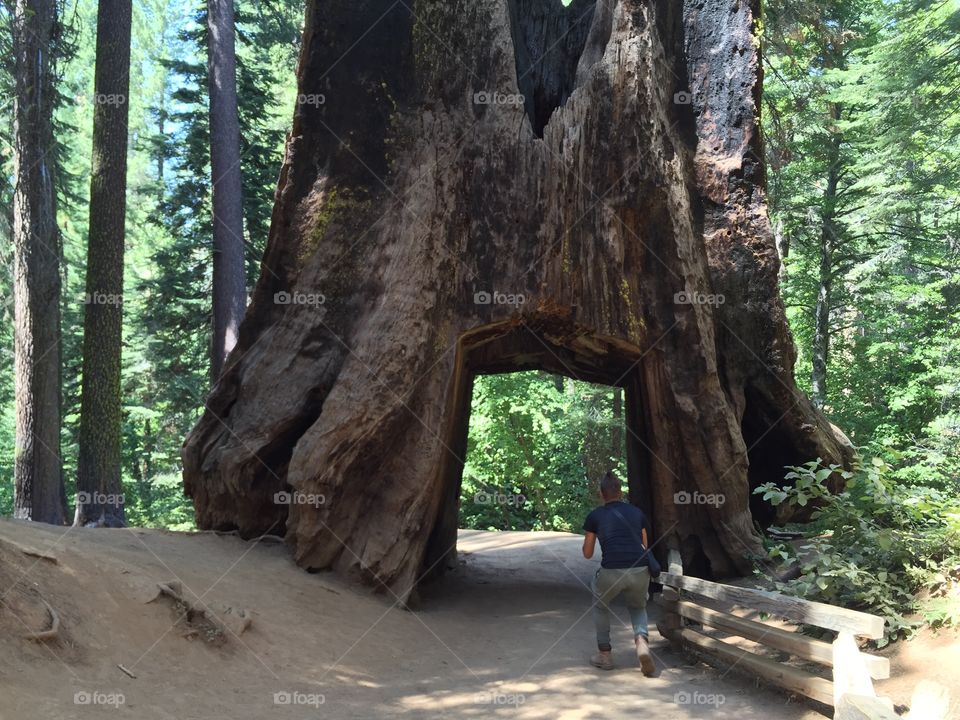 To the amazing tunnel in the centuries-old redwood