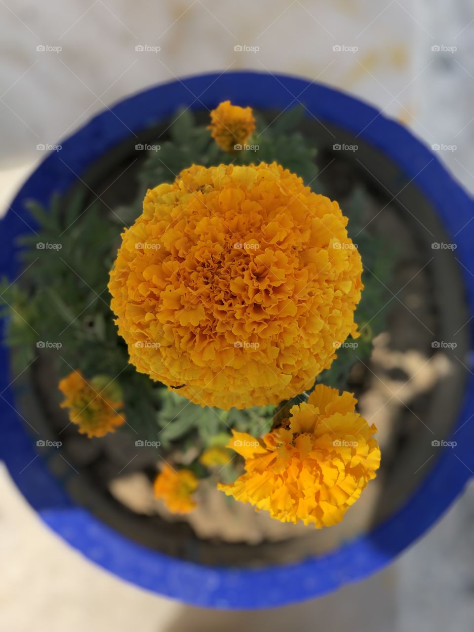 Marigold grown in a pot
