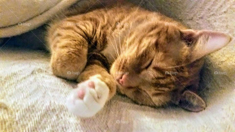 WHITEY sleeping, cute kitty, HANDSOME  MR. "WHITEY ".