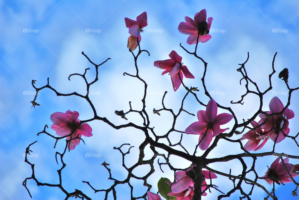 Flowers and branches