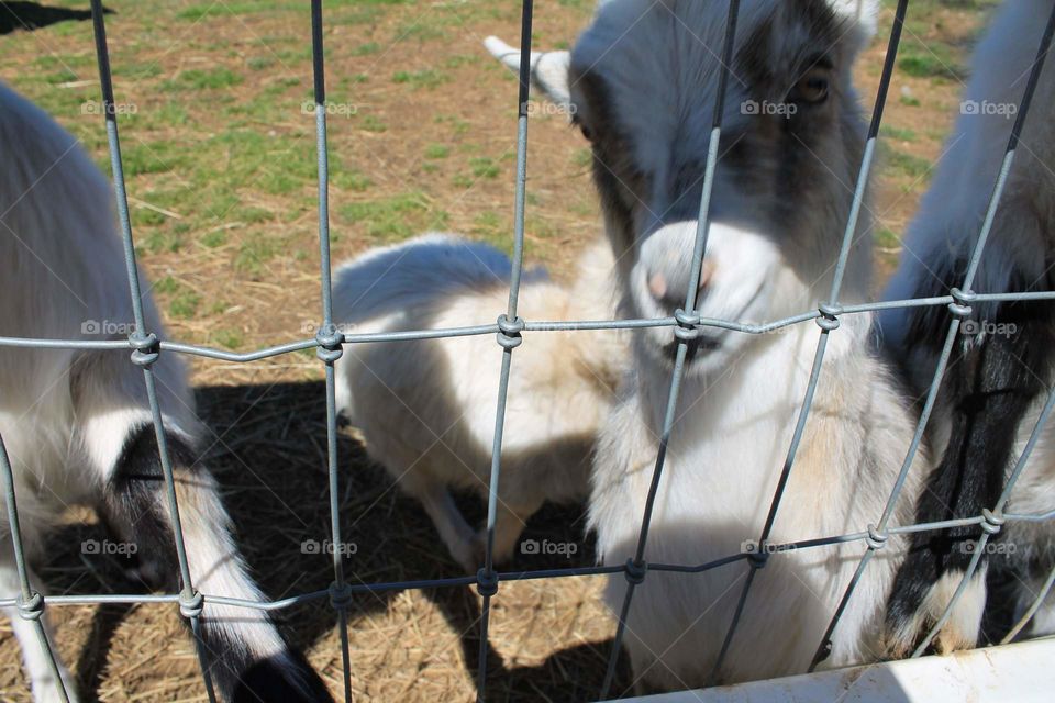 White Pygmy Goat with dark colored eyes. Taken in Lancaster County, Pennsylvania.