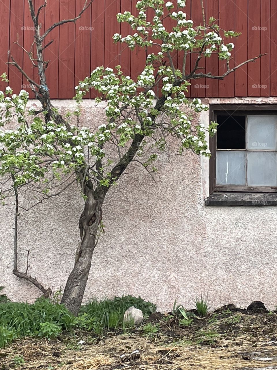 Appletree old barn