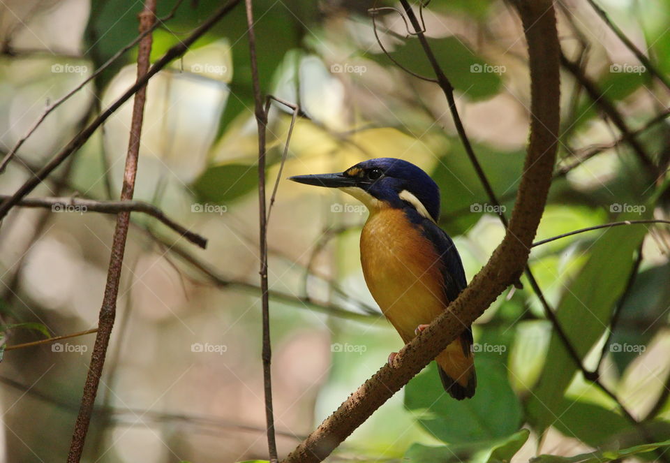 Azure Kingfisher