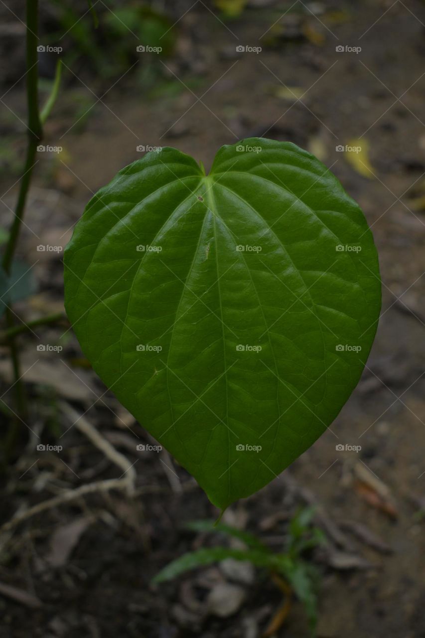 There is a Betel nut leaf.