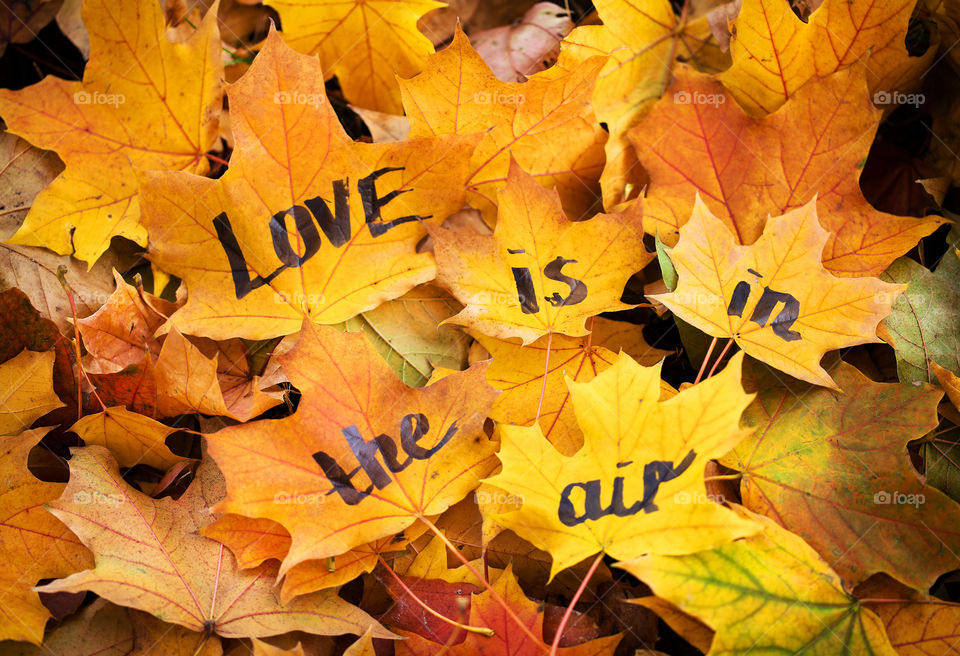 High angle view of yellow autumn leaves