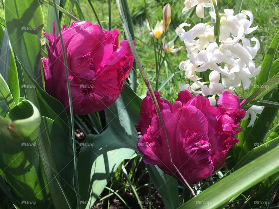 Tulip Parrots