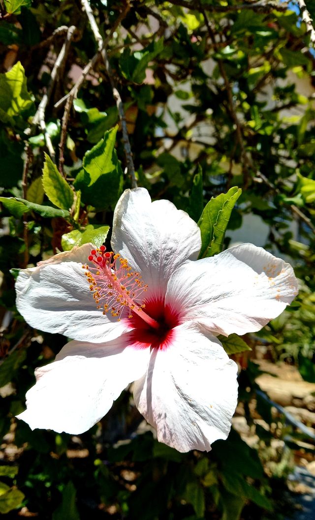 flowers and plants