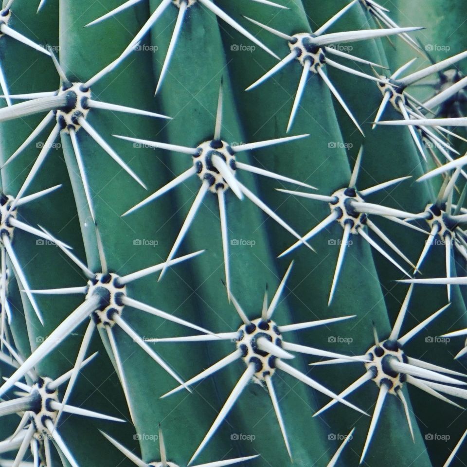 Beautiful up close detail of a cactus