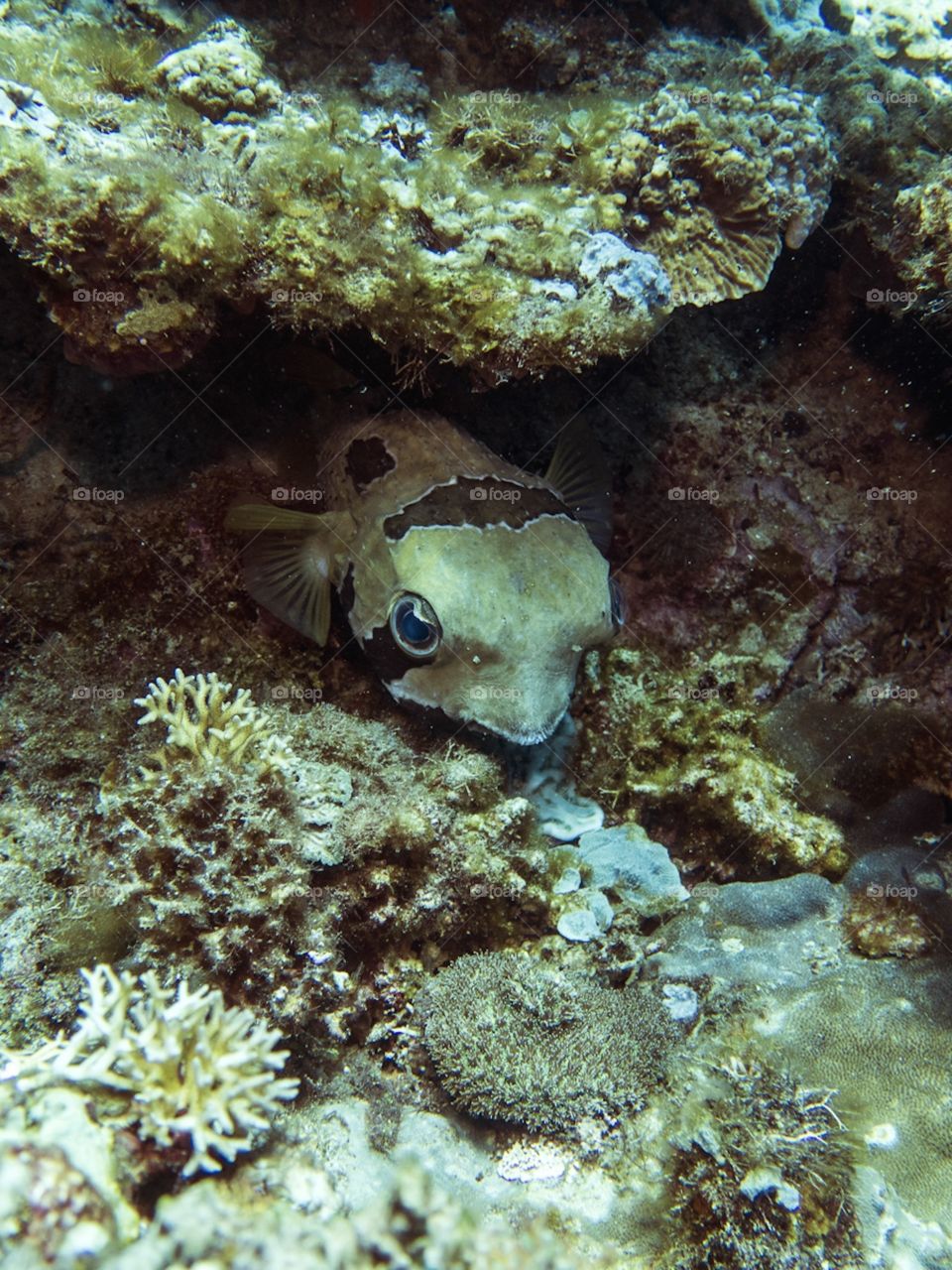 Cute face of this Pufferfish 