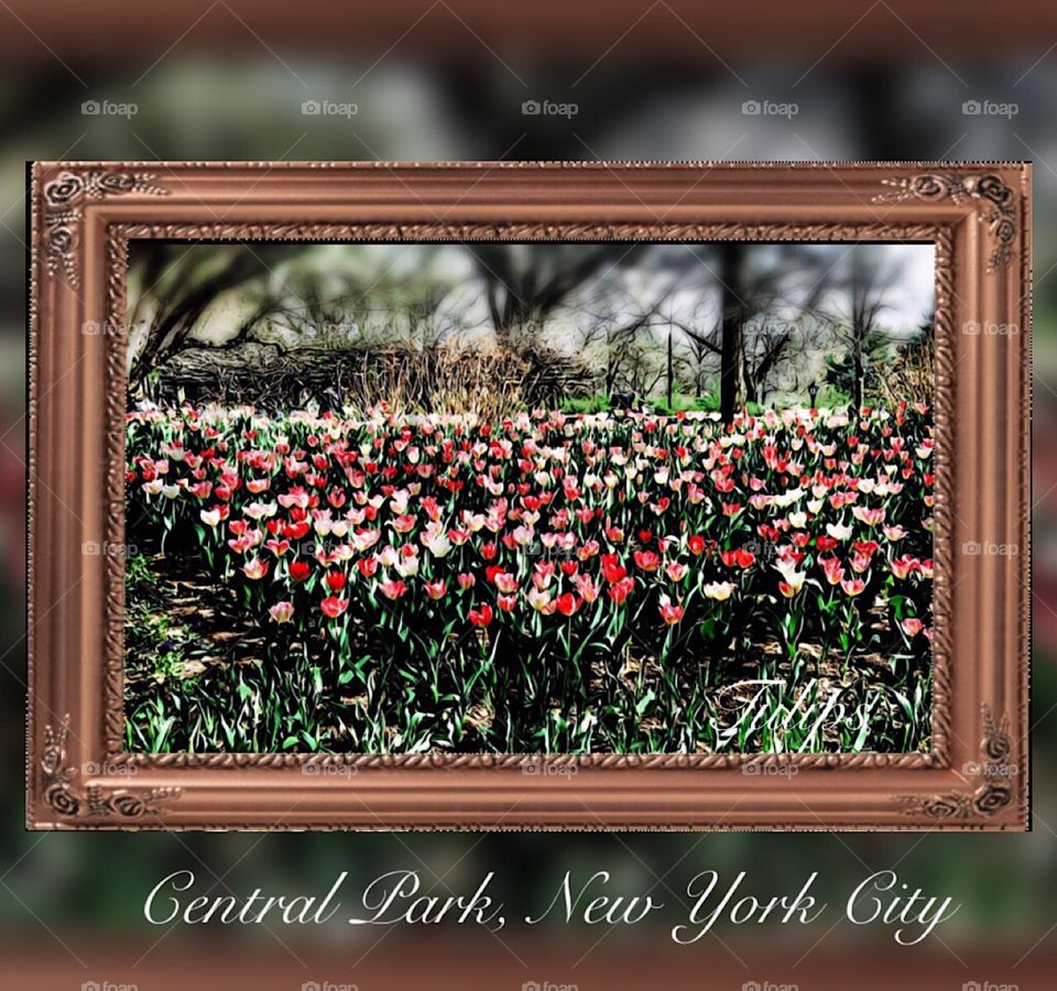 Tulips, Central Park, New York City 