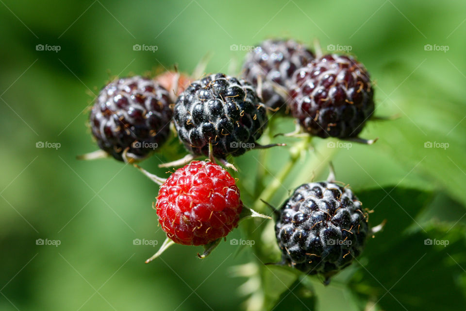 Juicy wild blackberries ripe and ready to eat