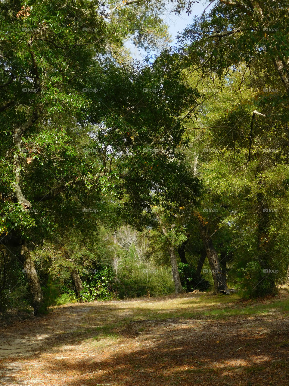 A Forest in every season! The forest's smell was fresh and organic! You could hear rustling as the wildlife scattered as the twigs were crunching under my feet. The trees were the towers of the forest. There are forests for all four seasons which display their own individual characteristics!