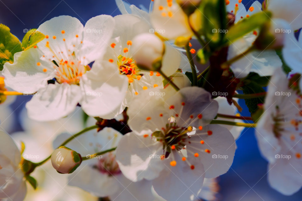 Beautiful white spring blossom