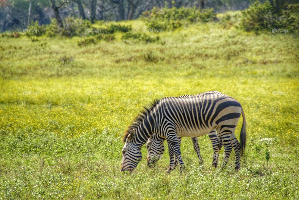 Two zebras grazing in grtass