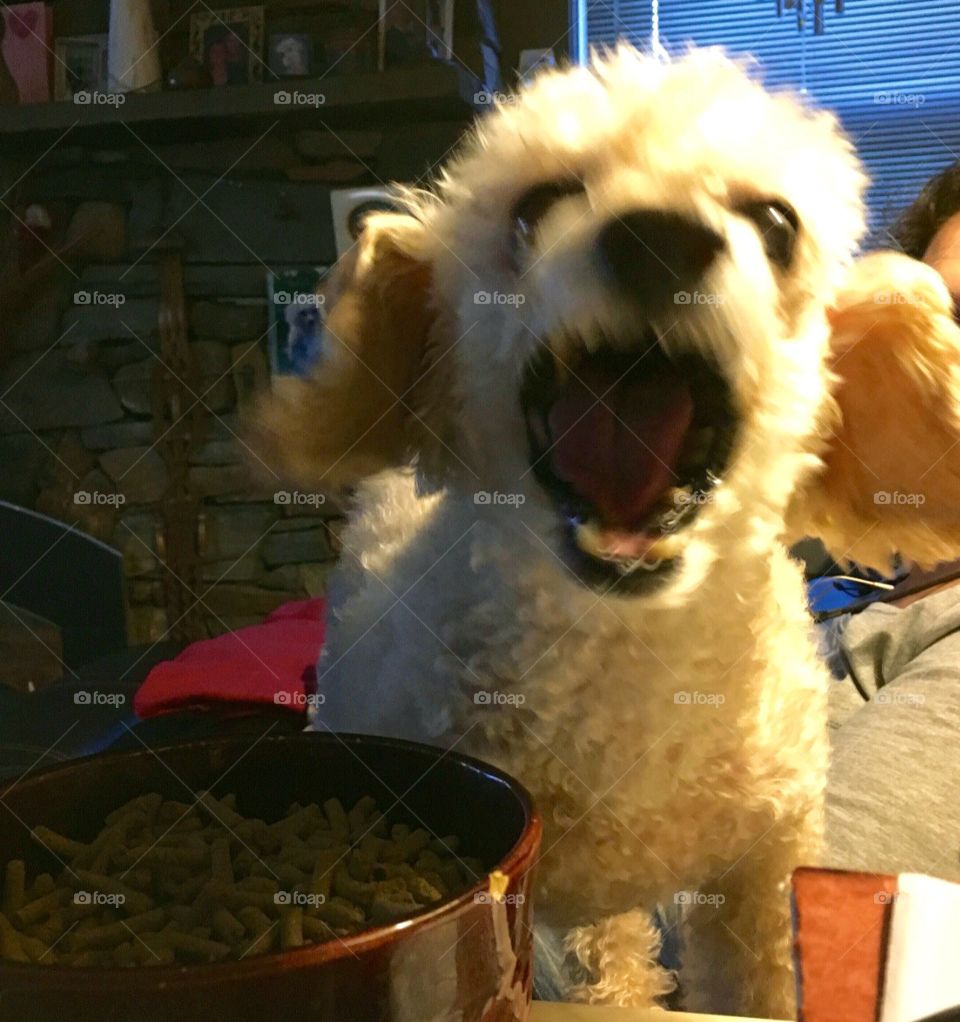 Dogs of the USA! Pic, mid barking!