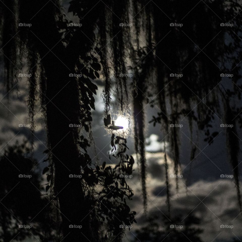 southern moon. the min shining through Spanish moss on old oak trees