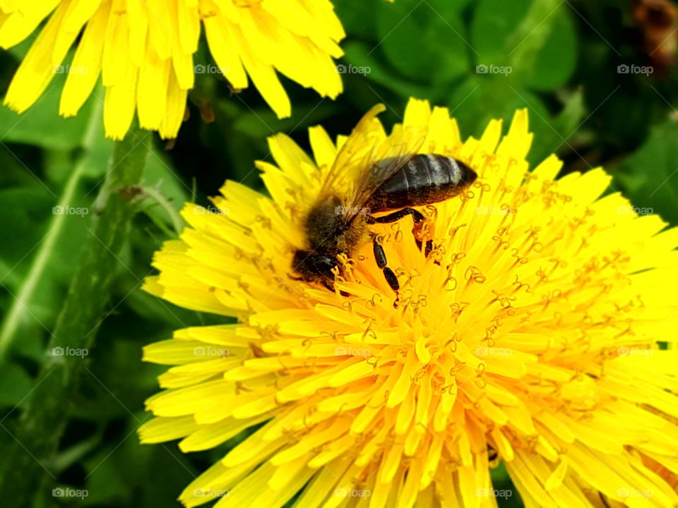 A valuable bee collects pollen and nectar on dandelion in spring.