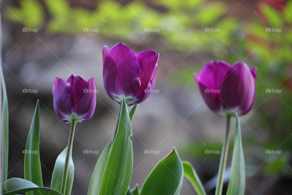 Purple tulips