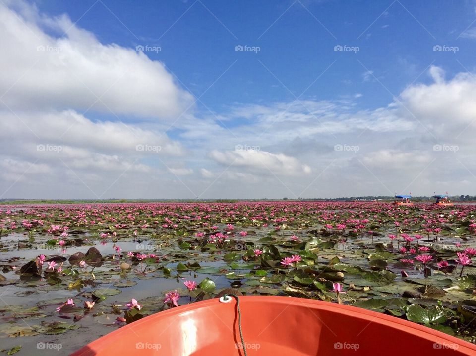 Lotus flower garden 