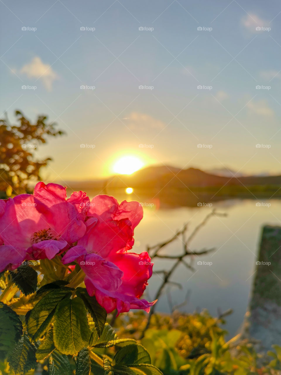 Flowers and sunset