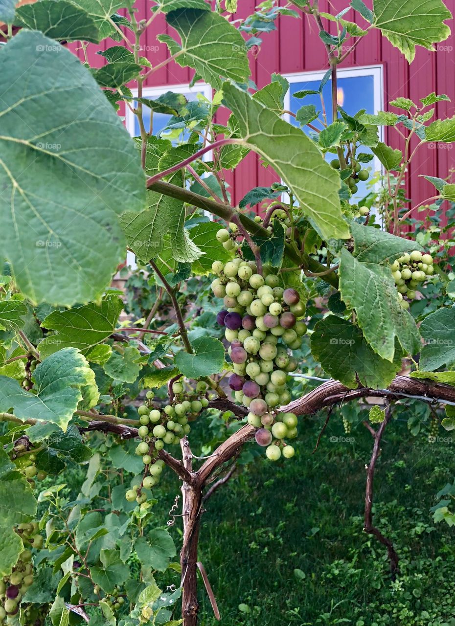 Vineyard Closeup