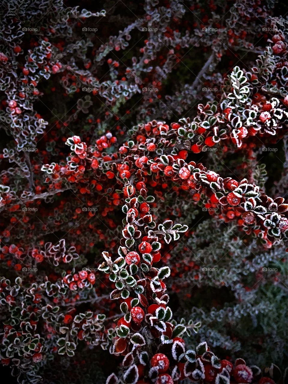 Ein gefrorener Beerenstrauch 