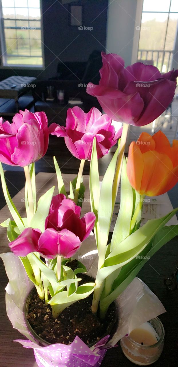 love tulips!