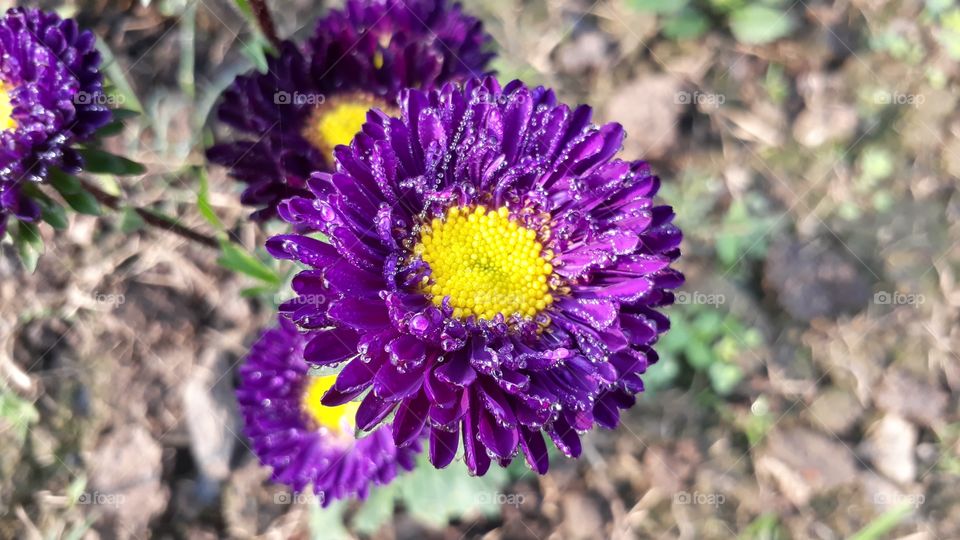 a beautiful deliha flowers in the garden.