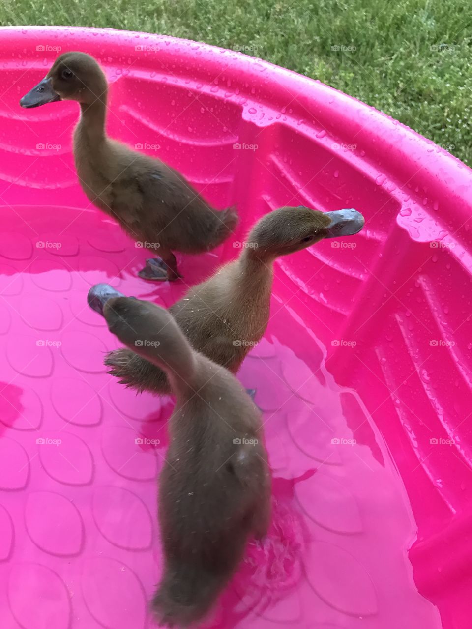 Ducks 