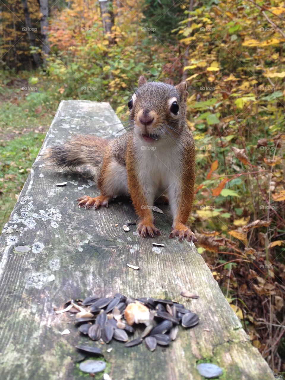 Squirrel eating a sunflower seed on a Fall background. 