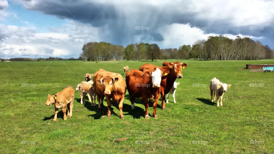 Kühe und Kälber auf der Weide, im Hintergrund Regenschauer