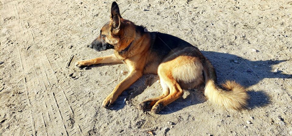 my german shepherd dog
