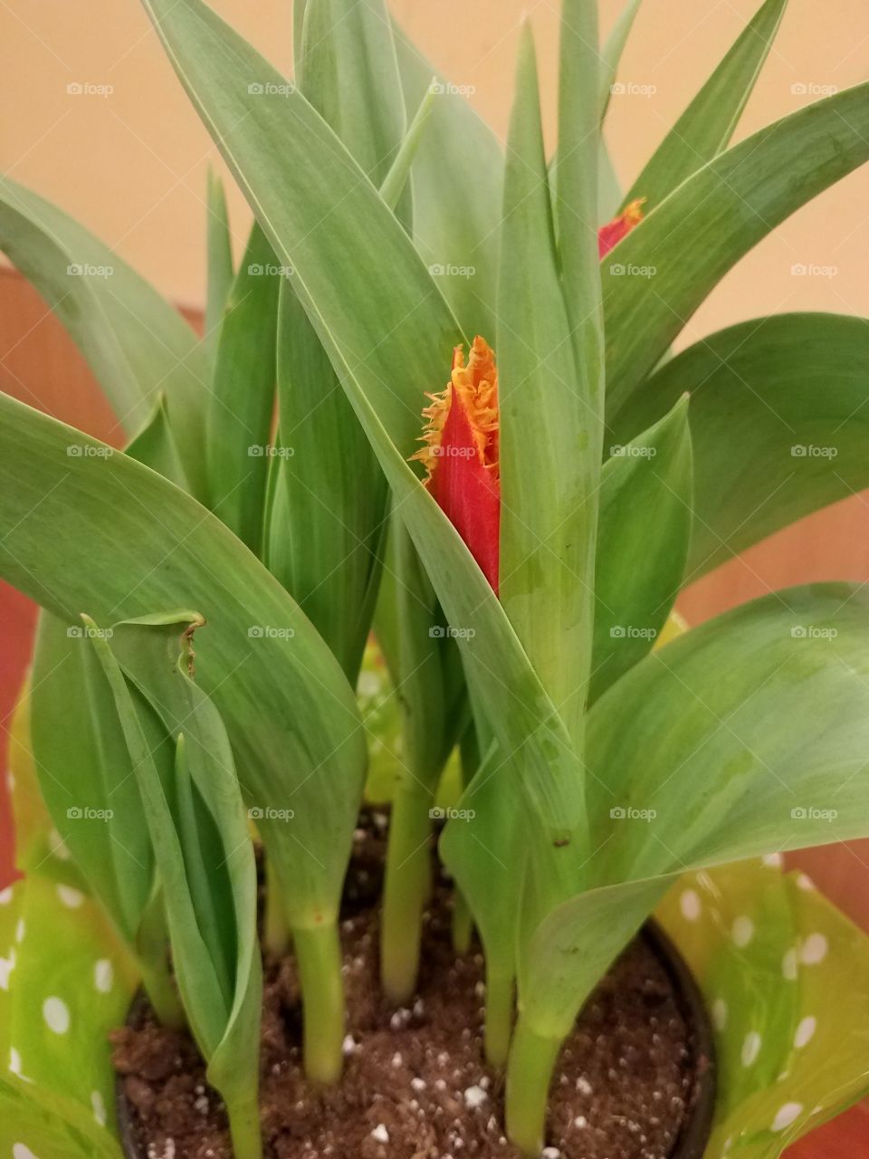 fringed tulip bud