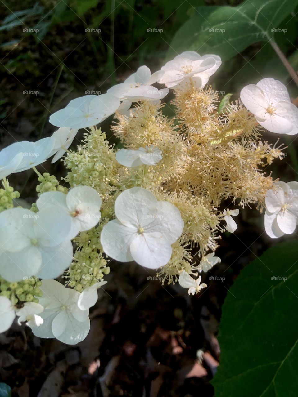 Sunlight on slowly blooming hydrangea 